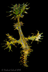 Ornate Ghost Pipefish by Richard Goluch 